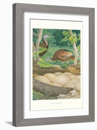 Wild Turkey Nest and Eggs-null-Framed Art Print