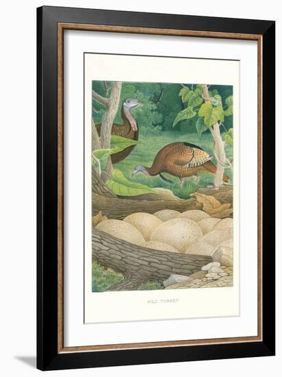 Wild Turkey Nest and Eggs-null-Framed Art Print