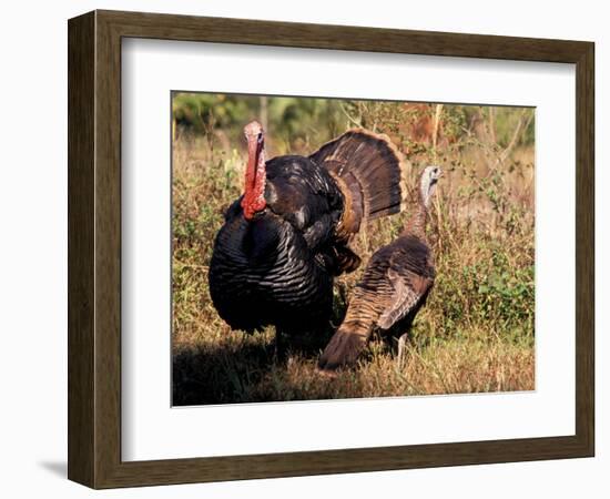Wild Turkey Tom and Hen-Art Wolfe-Framed Photographic Print