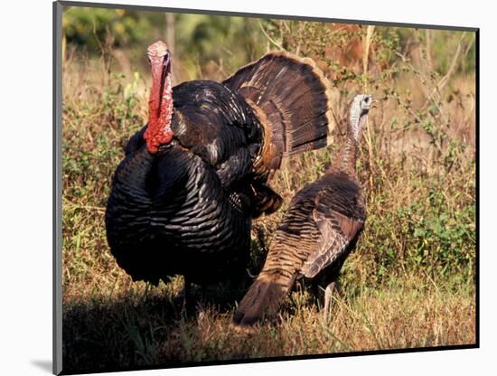 Wild Turkey Tom and Hen-Art Wolfe-Mounted Photographic Print