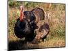 Wild Turkey Tom and Hen-Art Wolfe-Mounted Photographic Print