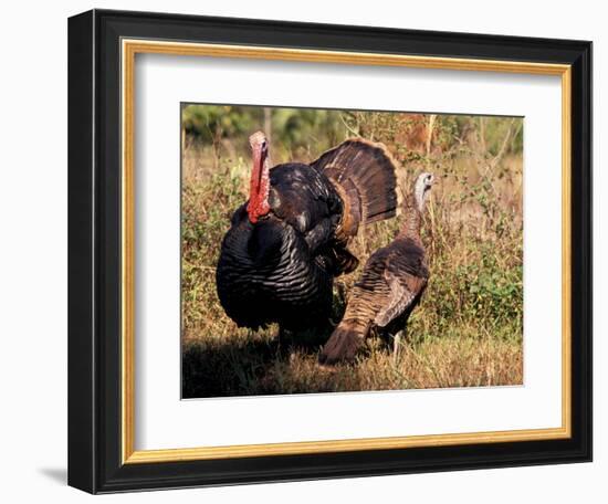 Wild Turkey Tom and Hen-Art Wolfe-Framed Photographic Print