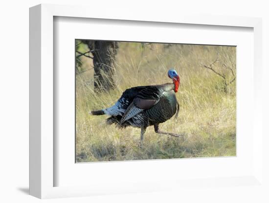 Wild Turkey Tom in Spring Breeding Plumage in Arizona Highlands-Richard Wright-Framed Photographic Print