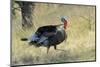 Wild Turkey Tom in Spring Breeding Plumage in Arizona Highlands-Richard Wright-Mounted Photographic Print