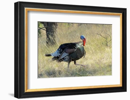 Wild Turkey Tom in Spring Breeding Plumage in Arizona Highlands-Richard Wright-Framed Photographic Print