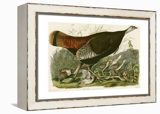 Wild Turkey-John James Audubon-Framed Premier Image Canvas