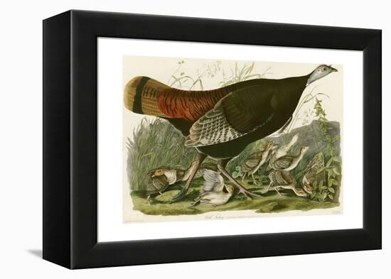 Wild Turkey-John James Audubon-Framed Premier Image Canvas