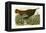 Wild Turkey-John James Audubon-Framed Premier Image Canvas