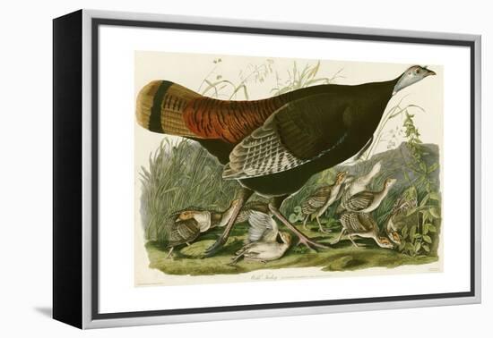 Wild Turkey-John James Audubon-Framed Premier Image Canvas