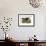 Wild Turkey-John James Audubon-Framed Premium Giclee Print displayed on a wall