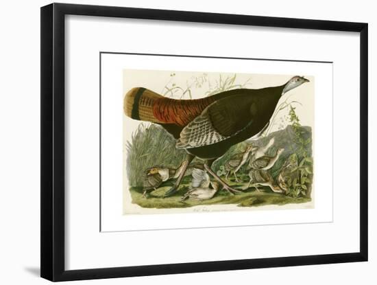 Wild Turkey-John James Audubon-Framed Premium Giclee Print