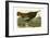 Wild Turkey-John James Audubon-Framed Premium Giclee Print