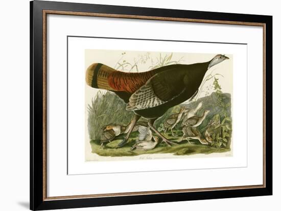 Wild Turkey-John James Audubon-Framed Premium Giclee Print