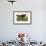 Wild Turkey-John James Audubon-Framed Premium Giclee Print displayed on a wall