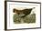 Wild Turkey-John James Audubon-Framed Premium Giclee Print