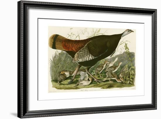 Wild Turkey-John James Audubon-Framed Giclee Print