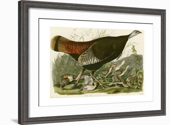 Wild Turkey-John James Audubon-Framed Giclee Print