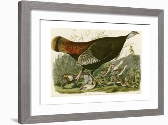 Wild Turkey-John James Audubon-Framed Giclee Print