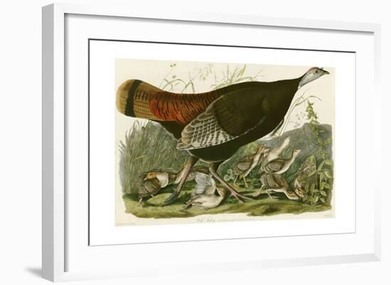 Wild Turkey-John James Audubon-Framed Giclee Print