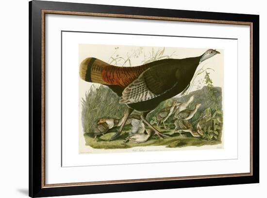 Wild Turkey-John James Audubon-Framed Giclee Print