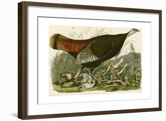 Wild Turkey-John James Audubon-Framed Giclee Print