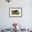Wild Turkey-John James Audubon-Framed Giclee Print displayed on a wall
