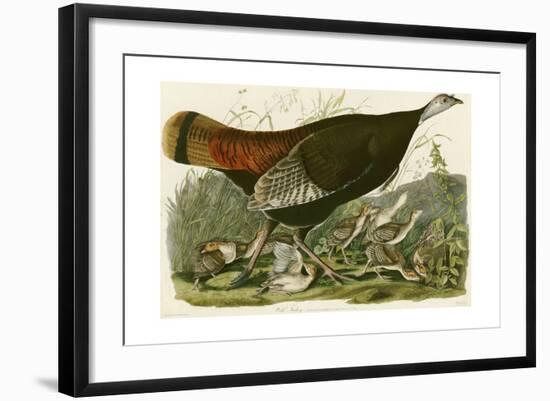 Wild Turkey-John James Audubon-Framed Giclee Print