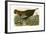 Wild Turkey-John James Audubon-Framed Giclee Print