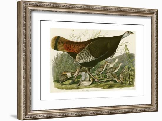 Wild Turkey-John James Audubon-Framed Giclee Print