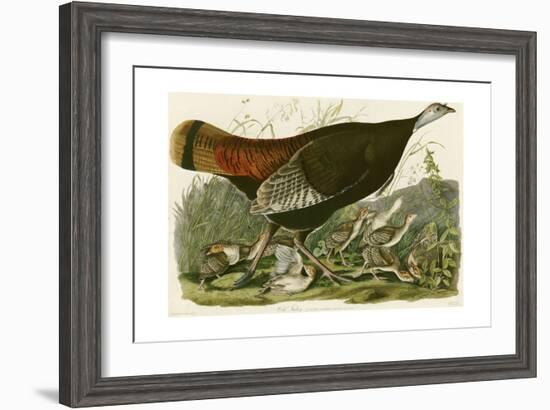 Wild Turkey-John James Audubon-Framed Giclee Print