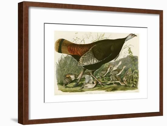 Wild Turkey-John James Audubon-Framed Giclee Print