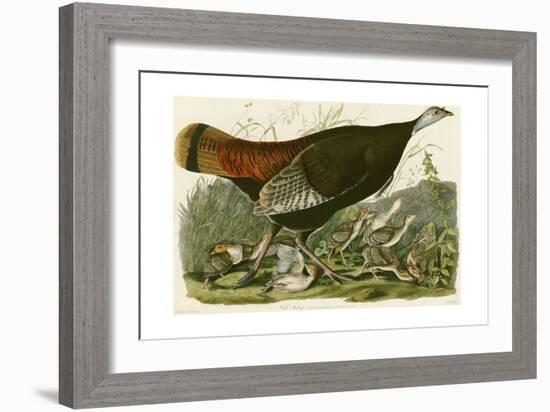 Wild Turkey-John James Audubon-Framed Giclee Print