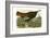 Wild Turkey-John James Audubon-Framed Giclee Print