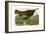 Wild Turkey-John James Audubon-Framed Giclee Print