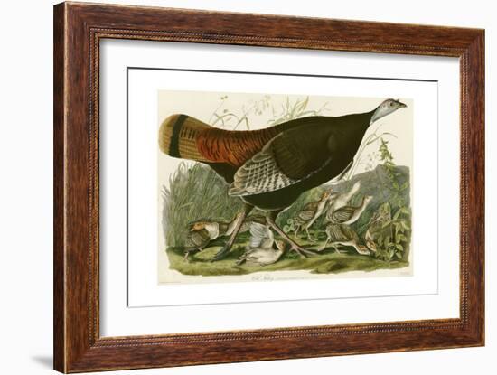 Wild Turkey-John James Audubon-Framed Giclee Print