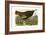 Wild Turkey-John James Audubon-Framed Giclee Print