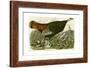 Wild Turkey-John James Audubon-Framed Giclee Print