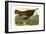 Wild Turkey-John James Audubon-Framed Giclee Print