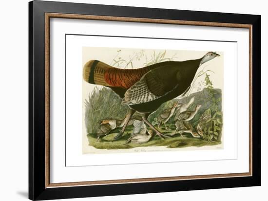 Wild Turkey-John James Audubon-Framed Giclee Print