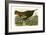 Wild Turkey-John James Audubon-Framed Giclee Print