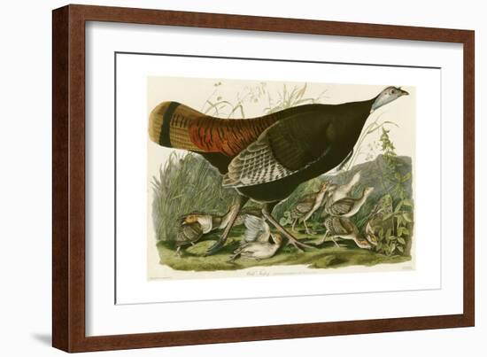 Wild Turkey-John James Audubon-Framed Giclee Print