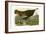 Wild Turkey-John James Audubon-Framed Giclee Print