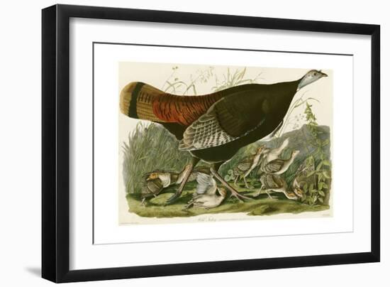 Wild Turkey-John James Audubon-Framed Giclee Print