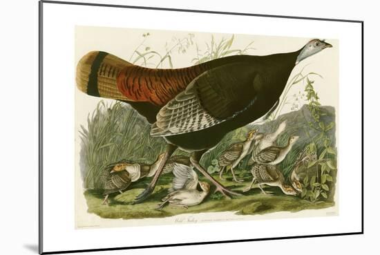 Wild Turkey-John James Audubon-Mounted Giclee Print