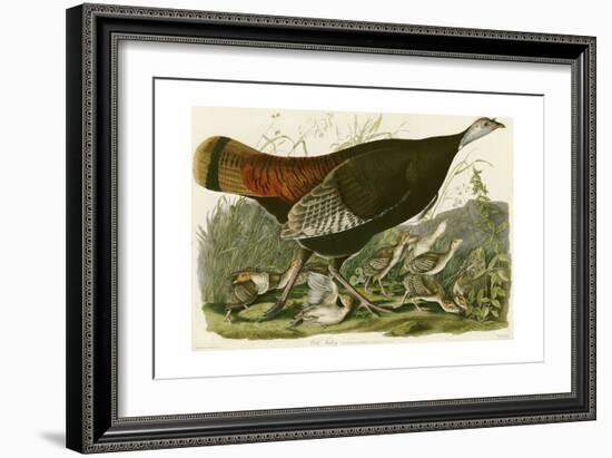 Wild Turkey-John James Audubon-Framed Giclee Print