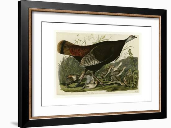 Wild Turkey-null-Framed Premium Giclee Print