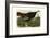 Wild Turkey-null-Framed Premium Giclee Print