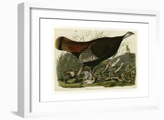 Wild Turkey-null-Framed Premium Giclee Print