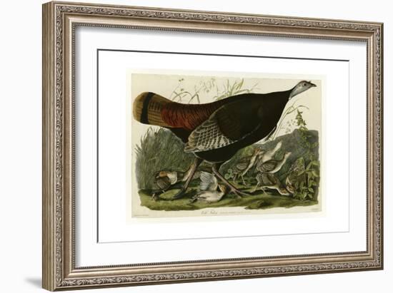 Wild Turkey-null-Framed Giclee Print