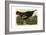 Wild Turkey-null-Framed Giclee Print